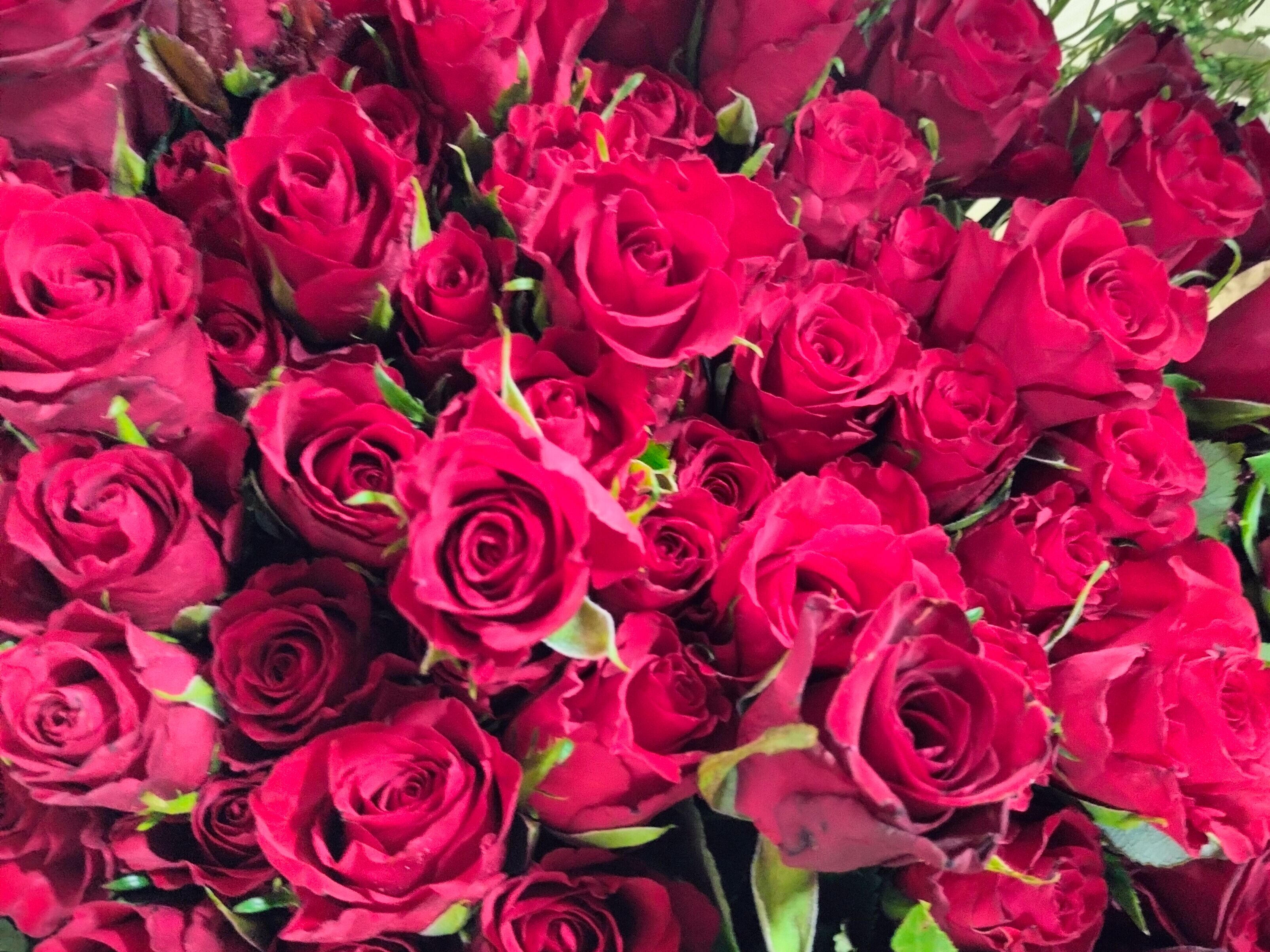 Elegant Red Roses Bouquet for Every Special Occasion