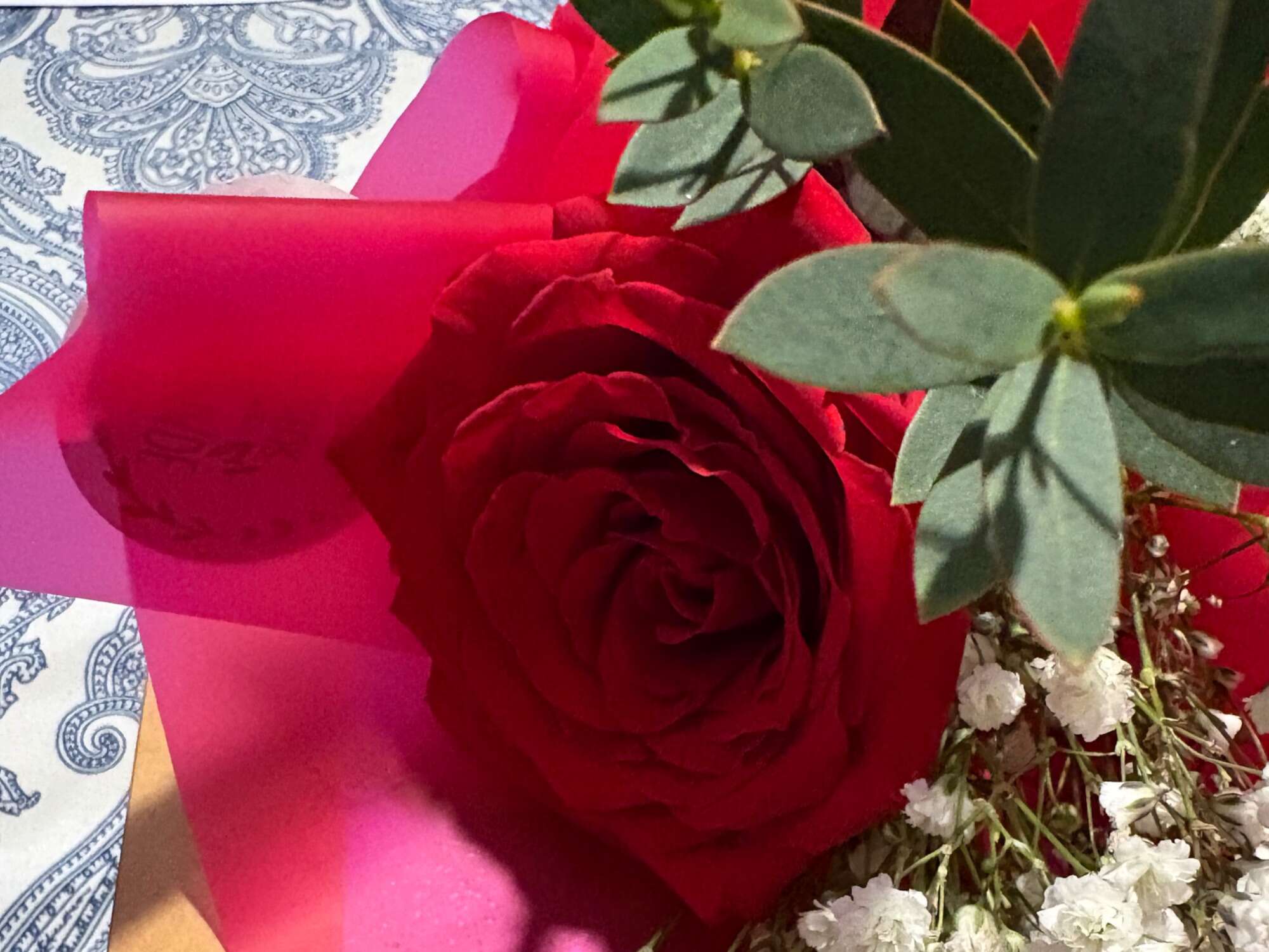 Elegant Single Red Rose for Timeless Romantic Gestures
